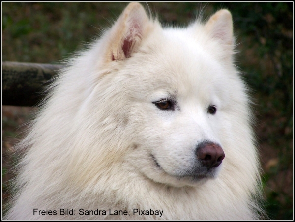 Edelfaser Samojedenwolle, Wolle Spinnen, Samojede weiss